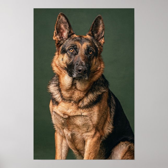 German Shepherd Pine Green Studio Portrait Poster (Front)