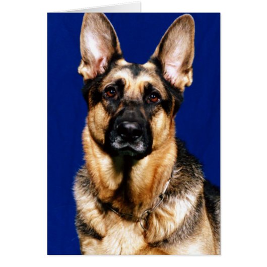 German Shepherd Portrait Cards (Front)