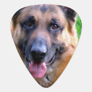 German Shepherd Portrait Striking Close Up Guitar Pick