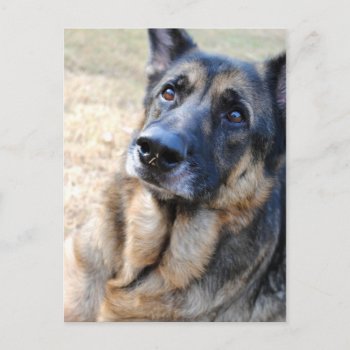 German Shepherd Post Cards by AllyJCat at Zazzle