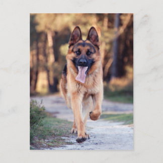 German Shepherd Postcard