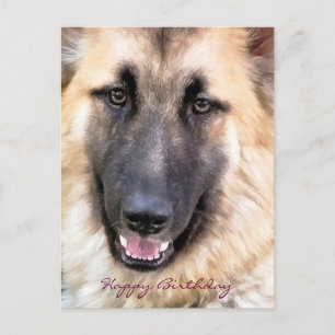 GERMAN SHEPHERD POSTCARD