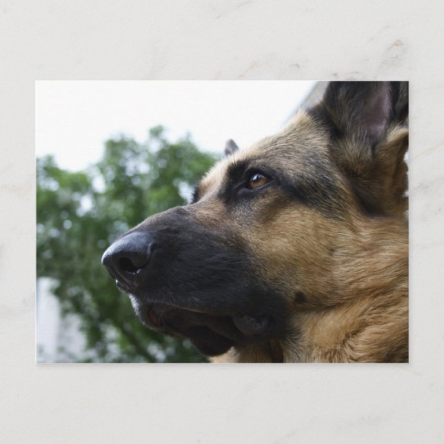 German Shepherd Postcard (Front)