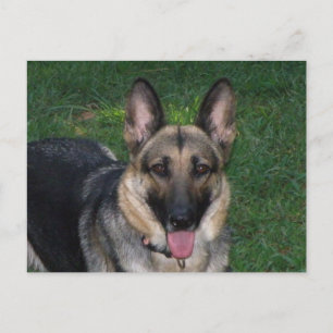 German Shepherd Postcard