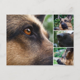 German Shepherd Postcard