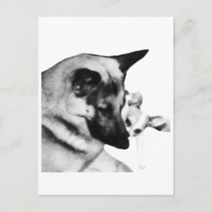 German Shepherd Postcard