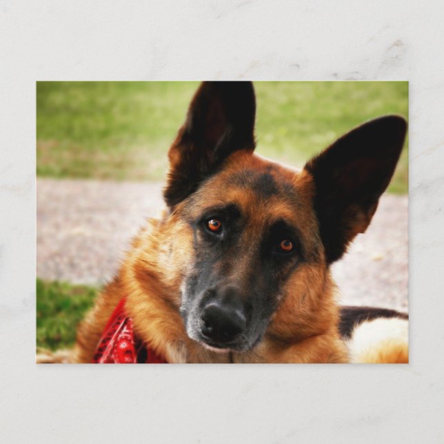 German Shepherd Postcard (Front)