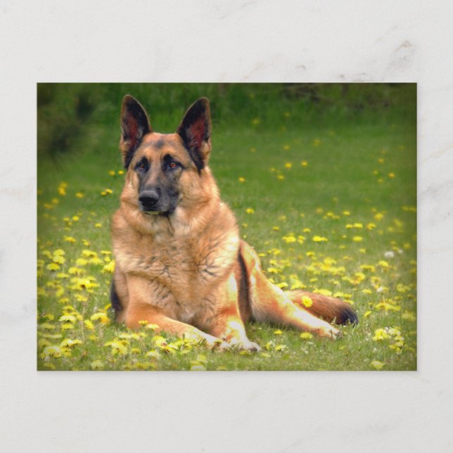 German Shepherd Postcard (Front)