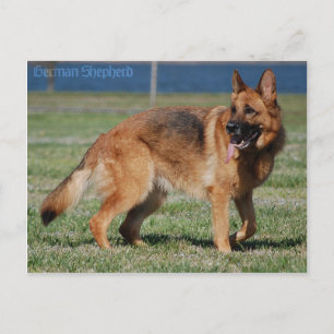 German Shepherd Postcard