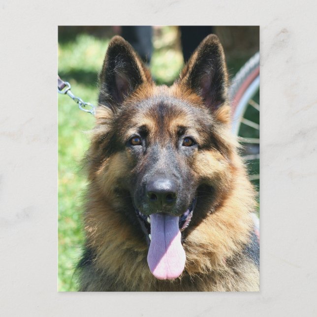 German Shepherd Postcard (Front)