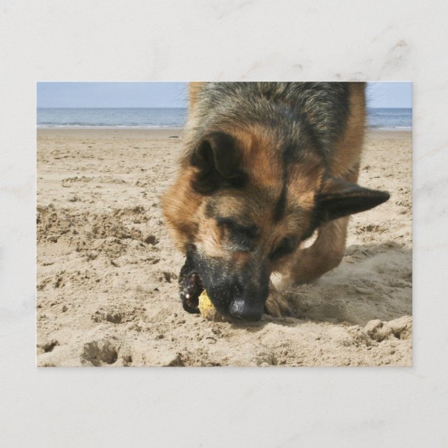 German Shepherd Postcard (Front)