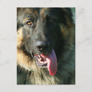 German Shepherd postcard