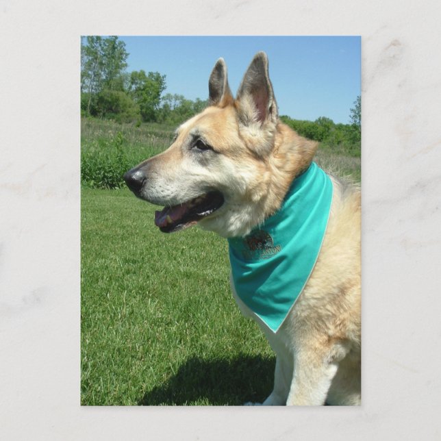 German Shepherd Postcard (Front)