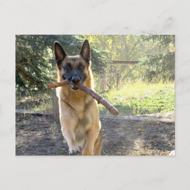 German Shepherd Postcard (Front)