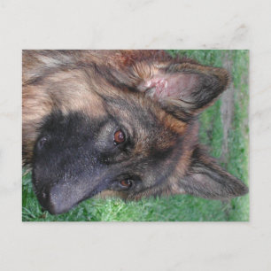 german shepherd postcard