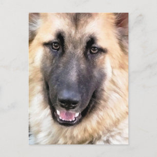 GERMAN SHEPHERD POSTCARD