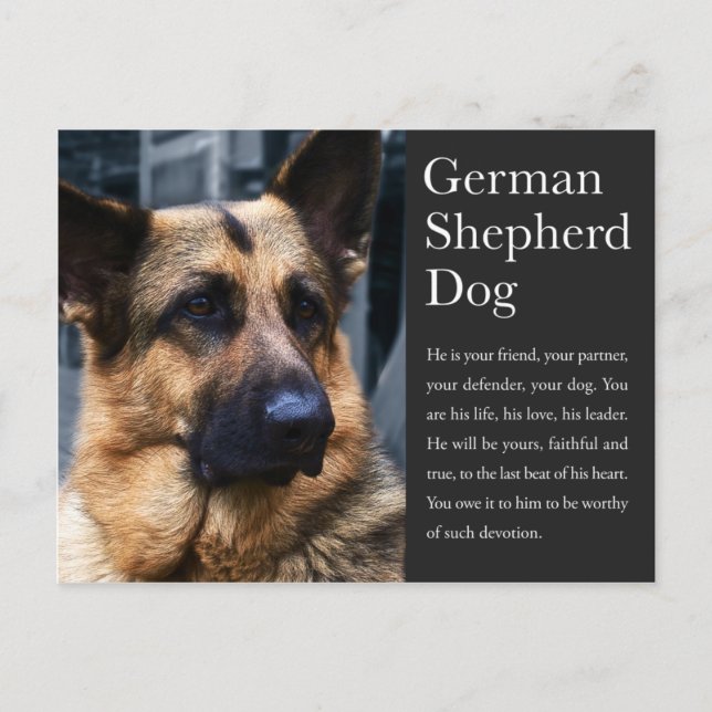 German Shepherd Postcard (Front)