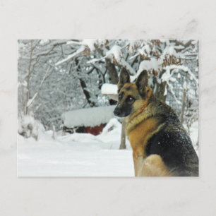 German Shepherd Postcard