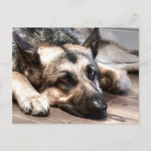 German Shepherd Postcard