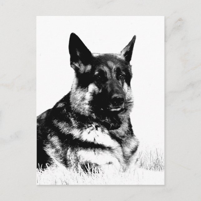 German shepherd postcard (Front)