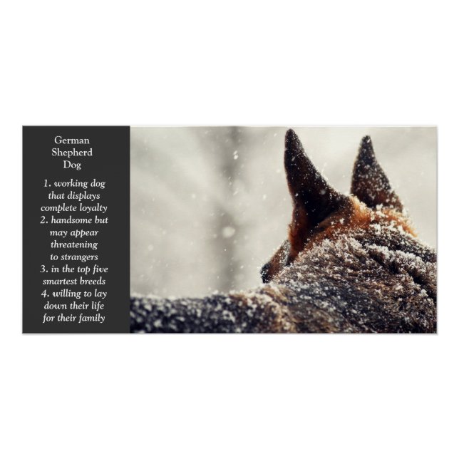German Shepherd Poster (Front)