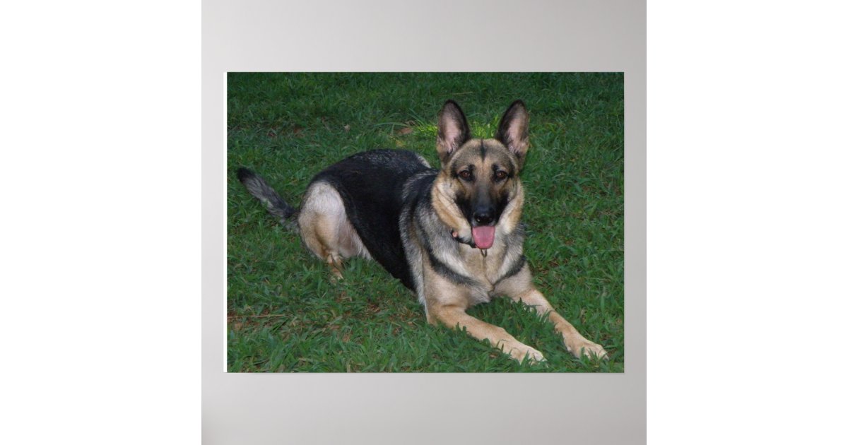 German Shepherd Poster | Zazzle