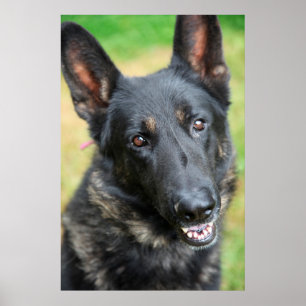 German Shepherd Poster