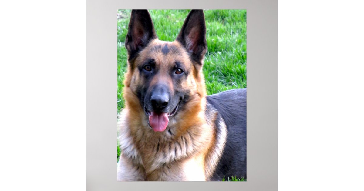 German Shepherd Poster | Zazzle