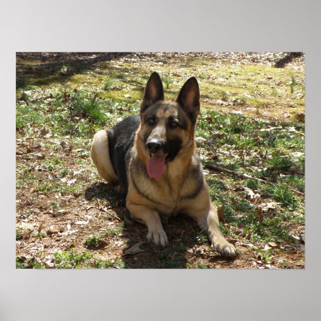 German Shepherd Poster (Front)
