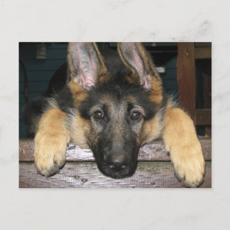 German Shepherd Pup Postcard