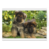 German Shepherd Puppies (Front Horizontal)