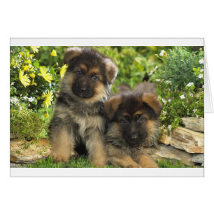 German Shepherd Puppies