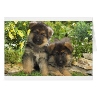 German Shepherd Puppies Cards