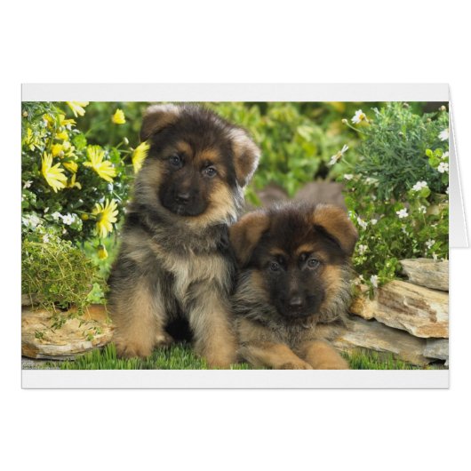 German Shepherd Puppies Cards (Front Horizontal)