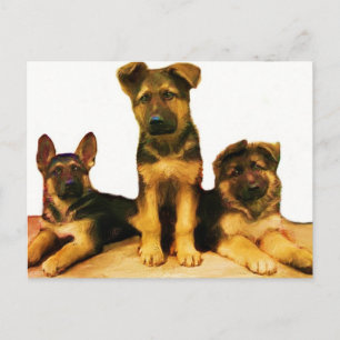 German Shepherd puppies postcard