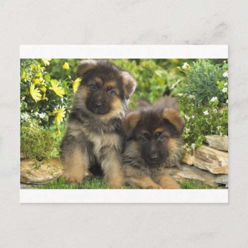 German Shepherd Puppies Postcard
