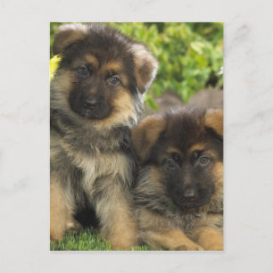 German Shepherd Puppies Postcard