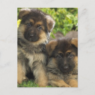 German Shepherd Puppies Postcard