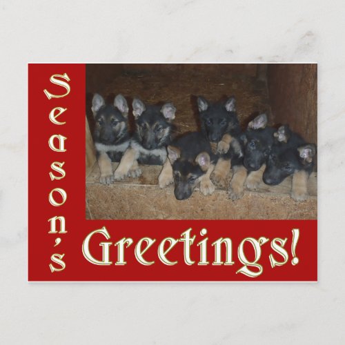 German Shepherd Puppies Season Greetings Christmas Holiday Postcard