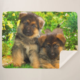 German Shepherd Puppies Sherpa Blanket