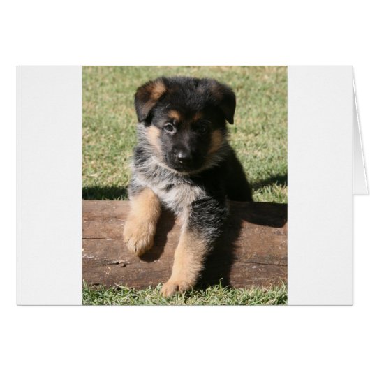 German Shepherd Puppy "Big Max" Cards (Front Horizontal)