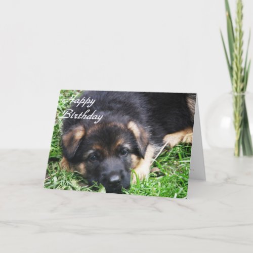 German Shepherd Puppy  Birthday card