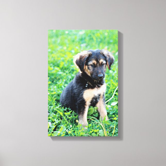 German Shepherd Puppy Canvas Print (Front)