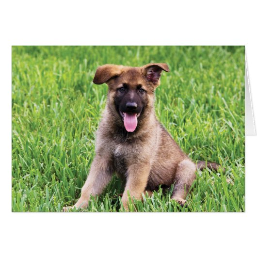 German Shepherd Puppy Cards (Front Horizontal)