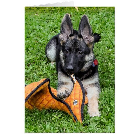 German Shepherd Puppy Cards (Front)