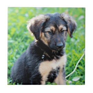 German Shepherd Puppy Ceramic Tile