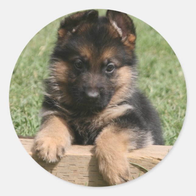 German Shepherd Puppy Classic Round Sticker (Front)