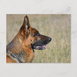 German Shepherd Puppy Dog Blank Post Card