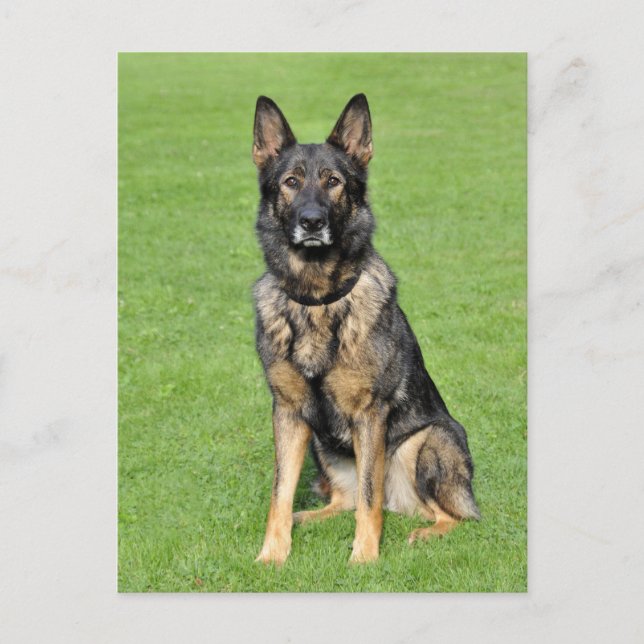 German Shepherd Puppy Dog Blank Post Card (Front)