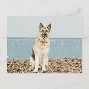German Shepherd Puppy Dog Blank Post Card